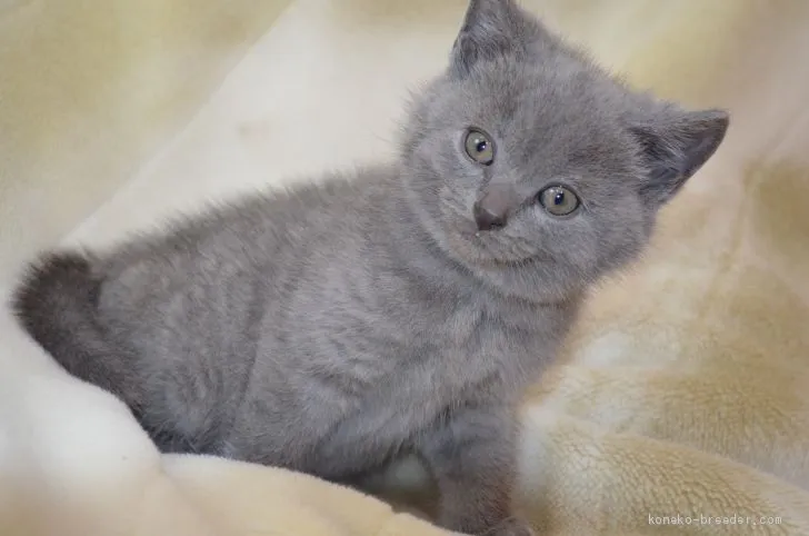 ID：2003-00828の子猫