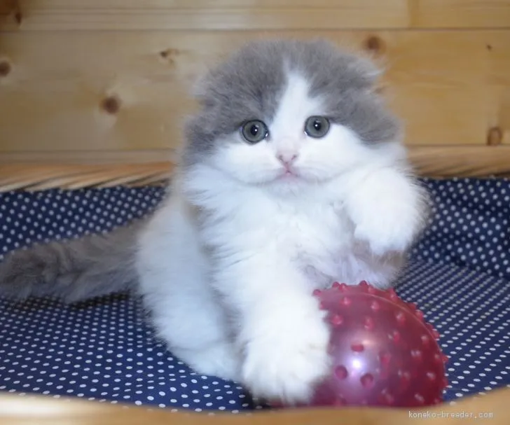 ID：1912-01654の子猫