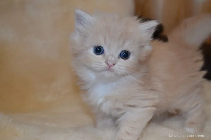 ID:1912-00430の子猫