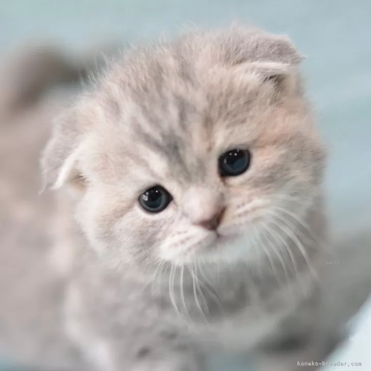 ID:2402-02031の子猫