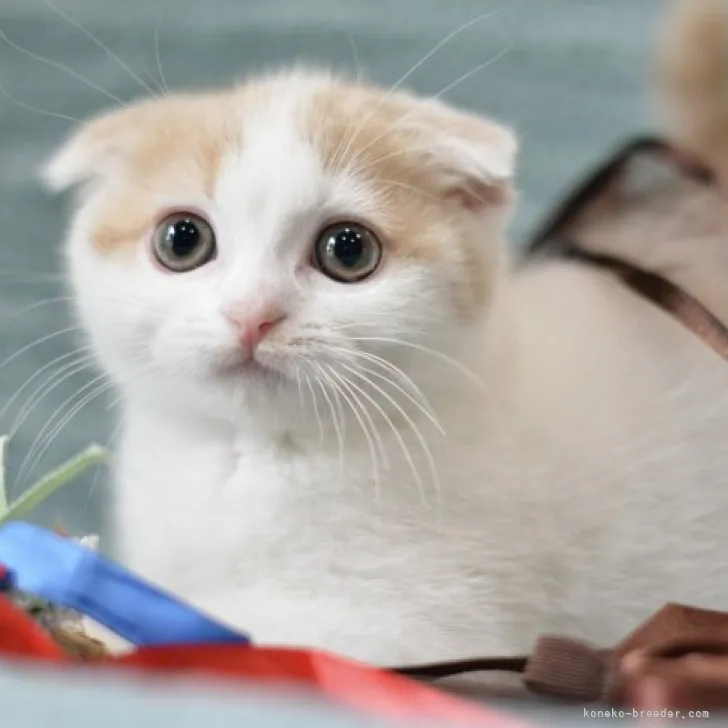 ID：2305-01668の子猫