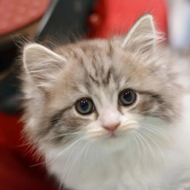 ID:2210-00200の子猫