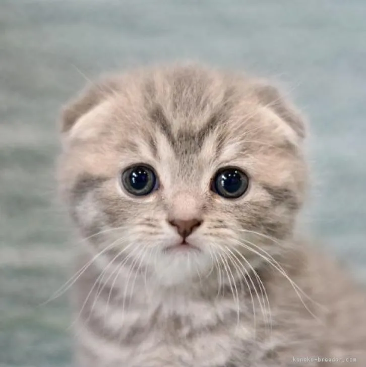 ID:2212-00219の子猫