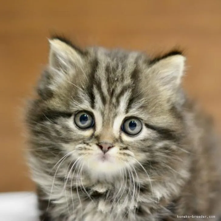 ID：2212-00952の子猫