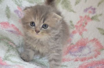 スコティッシュフォールド(折れ耳)【愛知県・女の子・2020年6月4日・ブルークリーム（ロング）】の写真「フワフワのモコモコヘアーです。」