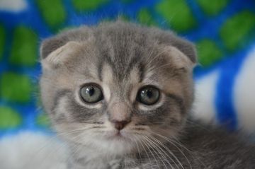 スコティッシュフォールド(折れ耳)【愛知県・男の子・2021年2月16日・ブルータビー（ショート）】の写真「人懐っこいです。」