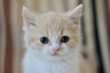 スコティッシュフォールド(立ち耳)【愛知県・女の子・2021年12月6日・クリームタビー（ショート）】の写真「元気いっぱいでとても人懐こいです。」