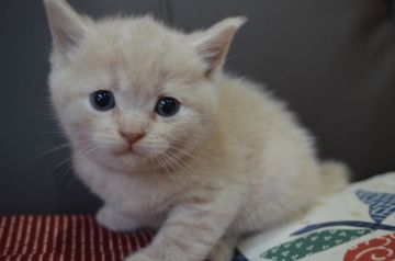 ブリティッシュショートヘア【愛知県・男の子・2020年8月20日・クリームタビー（ショート）】の写真「フワフワヘアーです。」