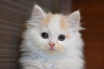 スコティッシュフォールド(立ち耳)【愛知県・男の子・2021年11月9日・クリーム&ホワイト（ロング）】の写真「元気いっぱいです。」