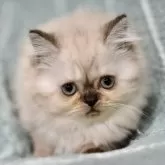 サイベリアン【愛知県・女の子・2024年1月20日・ネヴァマスカレード】の写真1