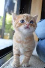 スコティッシュフォールド(立ち耳)【愛知県・男の子・2020年4月6日・レッドマッカレルタビー】の写真1