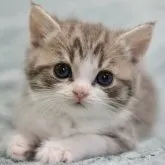 スコティッシュフォールド(立ち耳)【愛知県・男の子・2023年4月5日・ブルータビー&ホワイト】の写真1