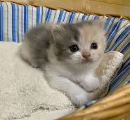 スコティッシュフォールド(立ち耳)【愛知県・女の子・2020年4月21日・ダイリュートキャリコ】の写真1