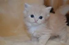 スコティッシュフォールド(立ち耳)【愛知県・女の子・2019年11月6日・クリーム&ホワイト】の写真1