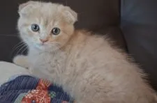 スコティッシュフォールド(折れ耳)【愛知県・男の子・2020年10月4日・クリームマッカレルタビー】の写真2