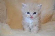 スコティッシュフォールド(立ち耳)【愛知県・女の子・2019年11月6日・クリーム&ホワイト】の写真2