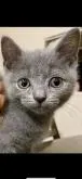 ブリティッシュショートヘア【愛知県・男の子・2022年8月17日・ブルー】の写真3