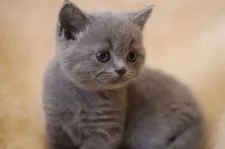 ブリティッシュショートヘア【愛知県・男の子・2021年2月19日・ブルー】の写真4