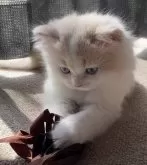 スコティッシュフォールド(立ち耳)【愛知県・男の子・2024年2月18日・クリーム&ホワイト】の写真5