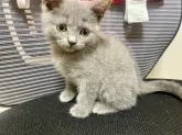 ブリティッシュショートヘア【愛知県・男の子・2022年8月17日・ブルー】の写真5