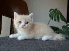 サイベリアン✖️スコティッシュフォールド【愛知県・女の子・2021年7月21日・クリームマッカレルタビーアンドホワイト】の写真5