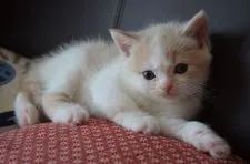 スコティッシュフォールド(立ち耳)【愛知県・男の子・2020年3月13日・クリーム&ホワイト】の写真5