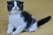 スコティッシュフォールド(折れ耳)【愛知県・男の子・2025年8月16日・シルバータビー&ホワイト】の写真13