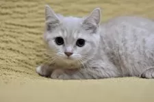 スコティッシュフォールド(立ち耳)【愛知県・男の子・2025年4月28日・クリームタビー】の写真7