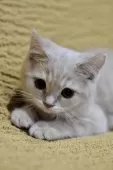 スコティッシュフォールド(立ち耳)【愛知県・男の子・2025年4月28日・クリームタビー】の写真2
