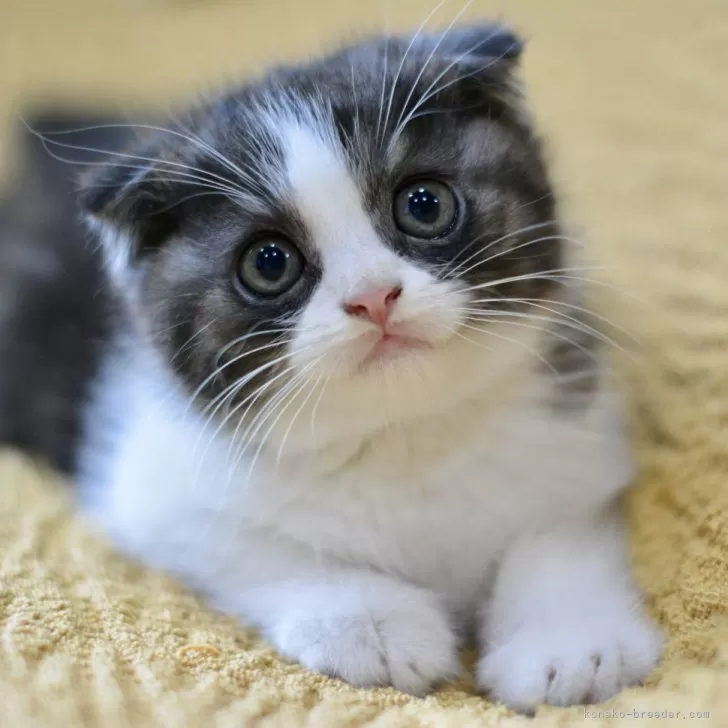 スコティッシュフォールド(折れ耳)【愛知県・男の子・2025年8月16日・シルバータビー&ホワイト】の写真1