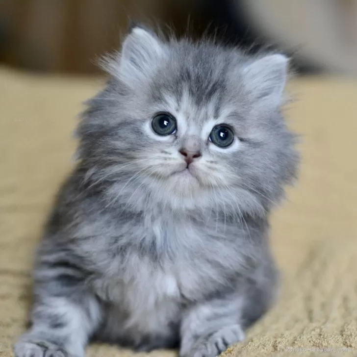 わんにゃお 様のお迎えした子猫