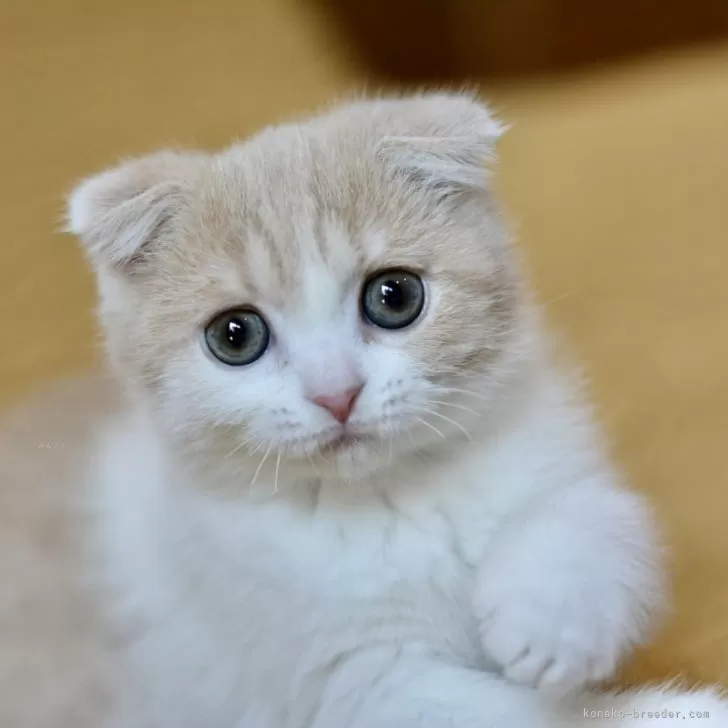N 様のお迎えした子猫