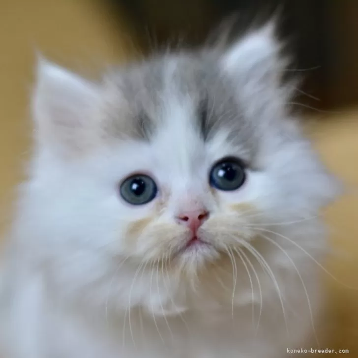 ID:2503-02912の子猫