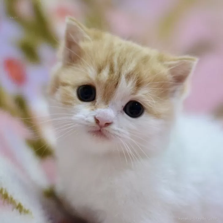 ゆう 様のお迎えした子猫
