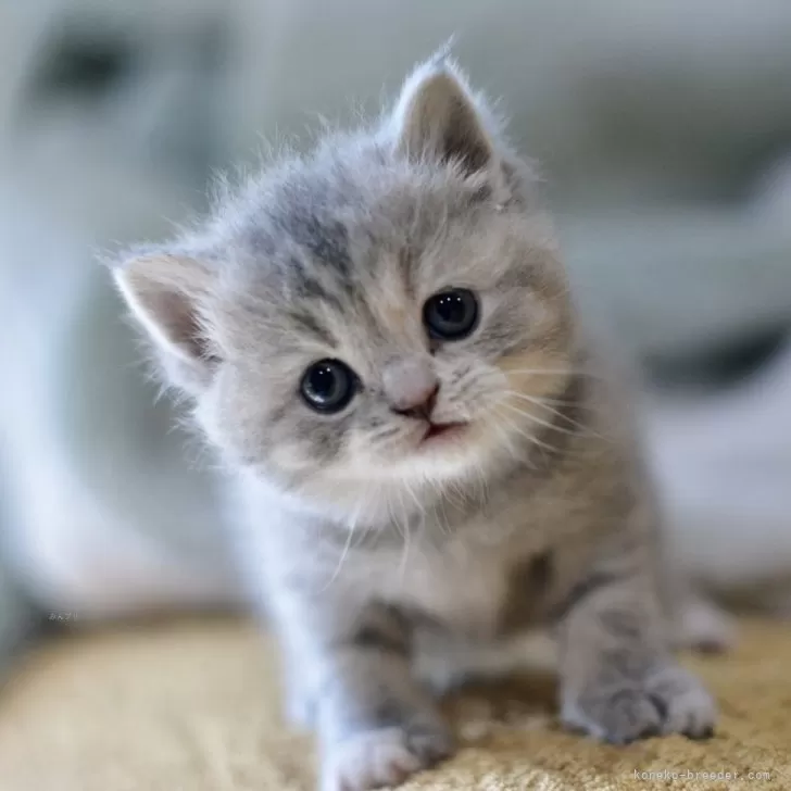 ID:2505-00434の子猫