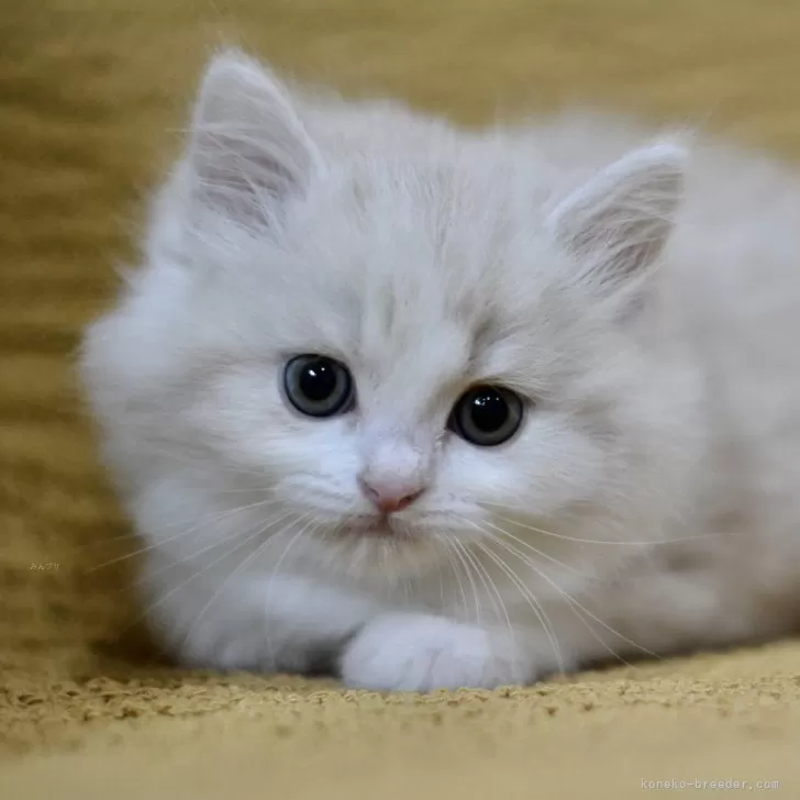 やんこ 様のお迎えした子猫