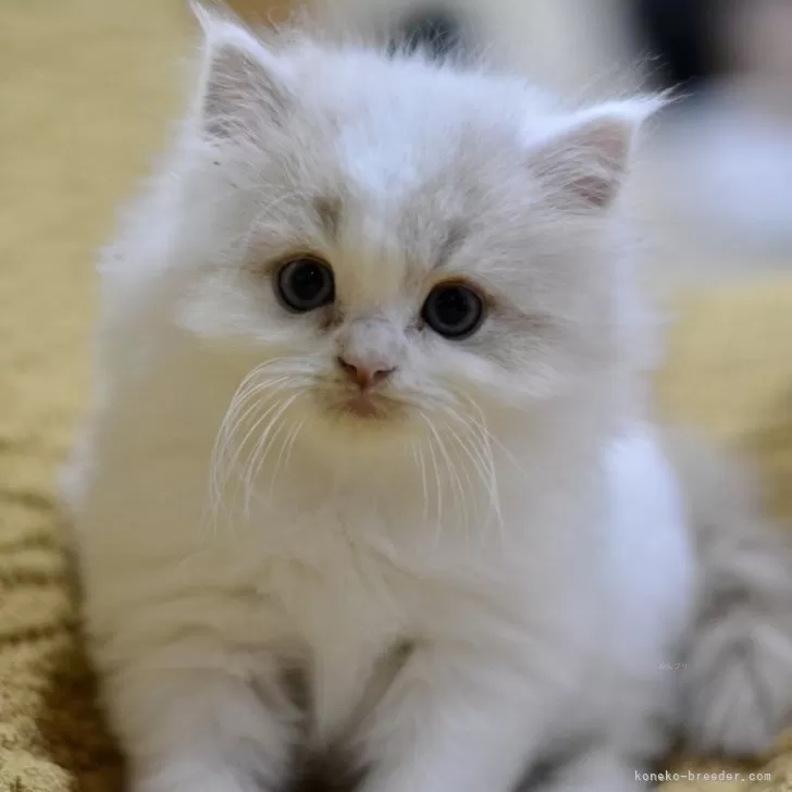ID:2504-03389の子猫