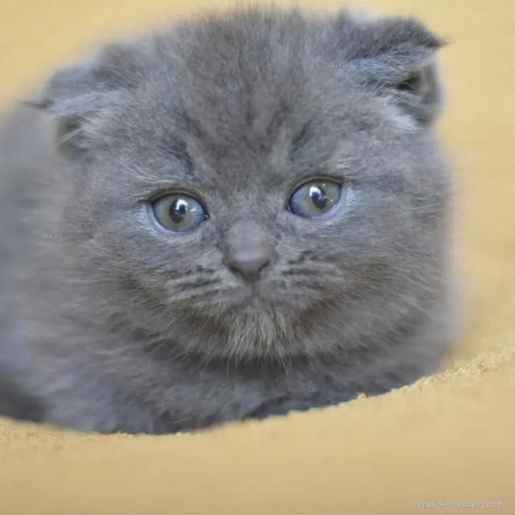 ID:2501-00937の子猫