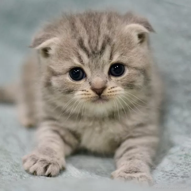 N.S 様のお迎えした子猫