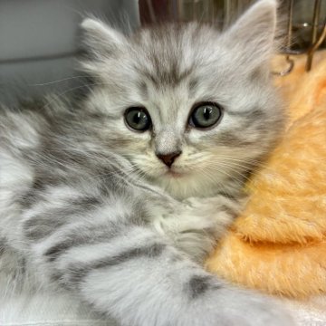 サイベリアン【愛知県・男の子・2025年10月18日・シルバータビー&ホワイト（ロング）】の写真「怖いもの知らずな元気君。人も大好きです♡」