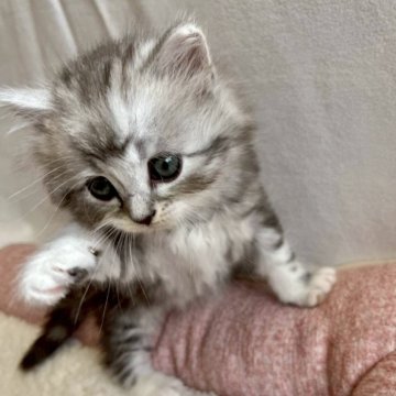 サイベリアン【愛知県・男の子・2025年10月18日・シルバータビー&ホワイト（ロング）】の写真「怖いもの知らずな元気君。人も大好きです♡」