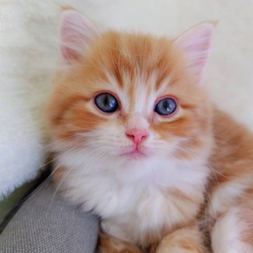 サイベリアン【愛知県・女の子・2025年10月18日・レッドタビー&ホワイト（ロング）】の写真「おっとりしているが根性あり💪」