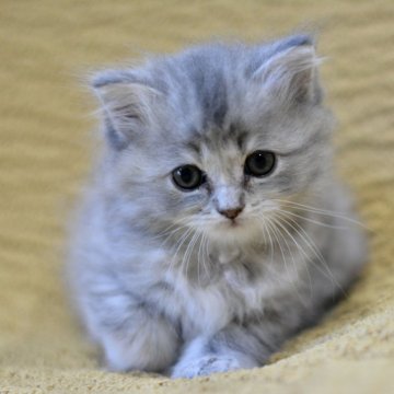 サイベリアン【愛知県・女の子・2025年10月18日・ブルーパッチドタビー&ホワイト（ロング）】の写真「儚げな容姿と体格の割にチャキチャキしてます♡」