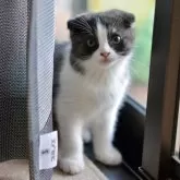 スコティッシュフォールド(折れ耳)