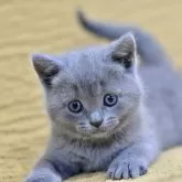 シャルトリュー