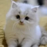 スコティッシュフォールド(立ち耳)