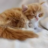 サイベリアン【愛知県・女の子・2025年10月18日・レッドタビー&ホワイト】の写真6