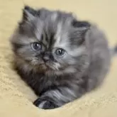 サイベリアン【愛知県・女の子・2025年10月30日・トーティシェル】の写真2