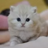 サイベリアン【愛知県・男の子・2025年10月30日・クリームタビー】の写真3