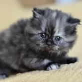 サイベリアン【愛知県・女の子・2025年10月30日・トーティシェル】の写真3